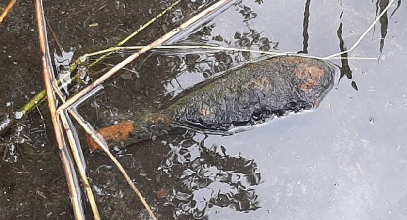 Kolejny pocisk moździerzowy w jeziorze Proboszczowskim