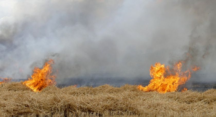 Pożar zboża w Drożyskach Wielkich