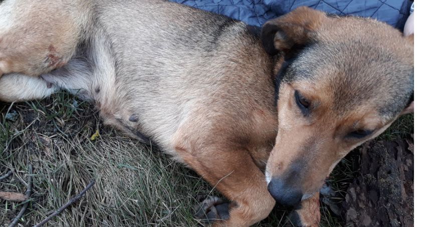 Potrącił suczkę i odjechał z miejsca zdarzenia