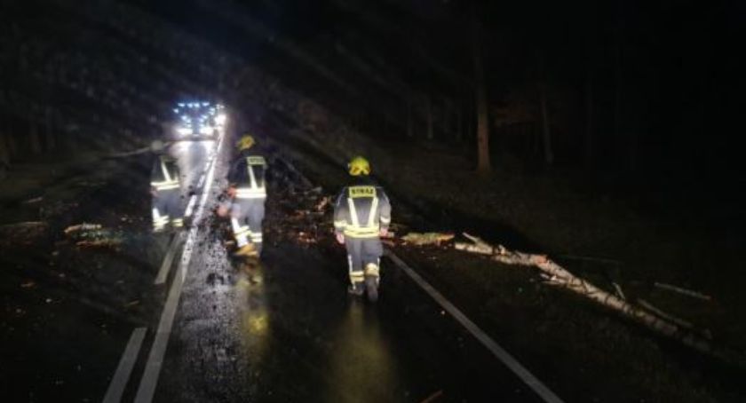 Przewrócone drzewo na DK-11