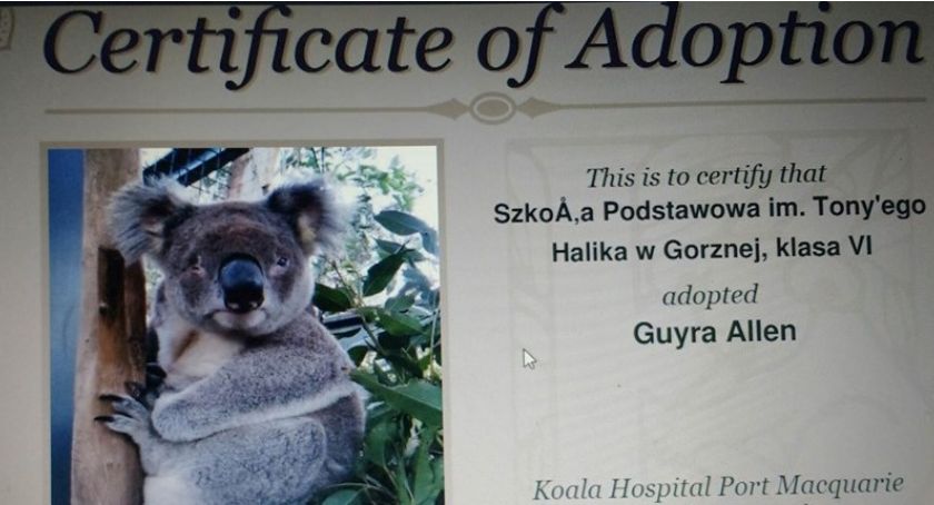 Adoptowali koalę