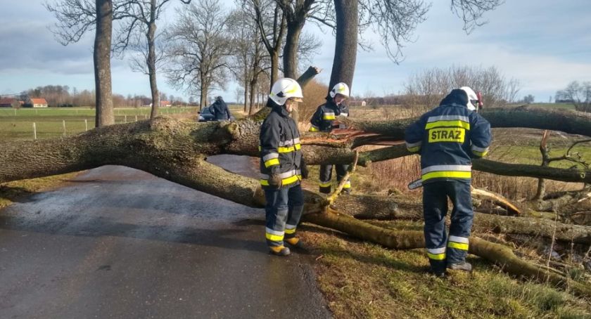 Powalone drzewo na drodze