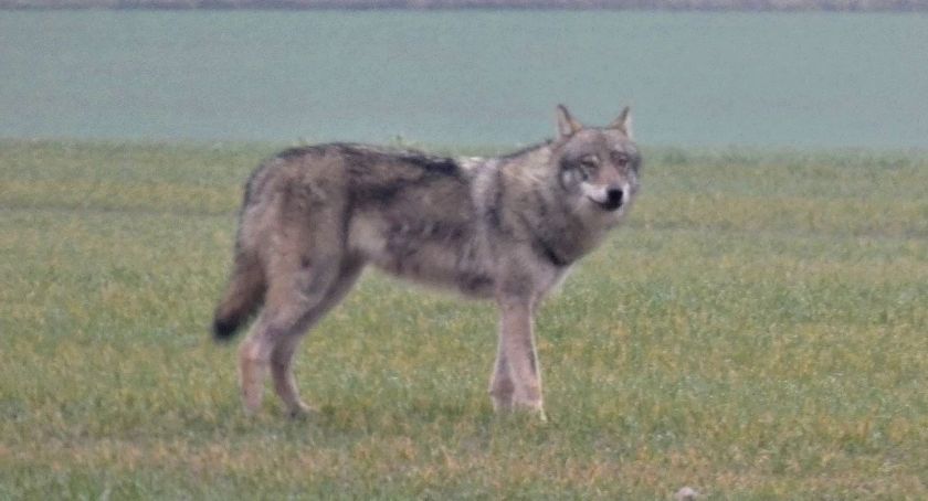 Wilk między Pieczynkiem a Zalesiem