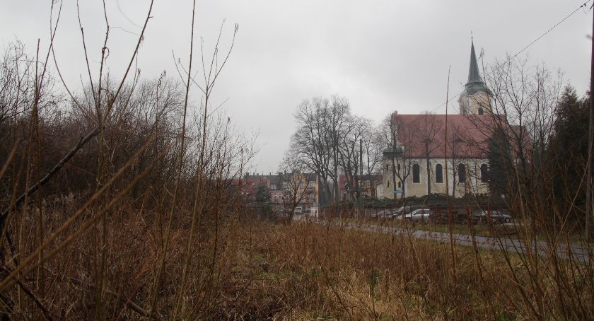 Co zrobić z dzikiem w mieście?