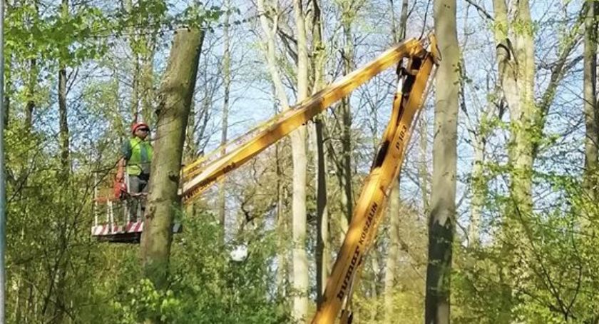 Trwa usuwanie niebezpiecznych drzew przy promenadzie w Zwierzyńcu
