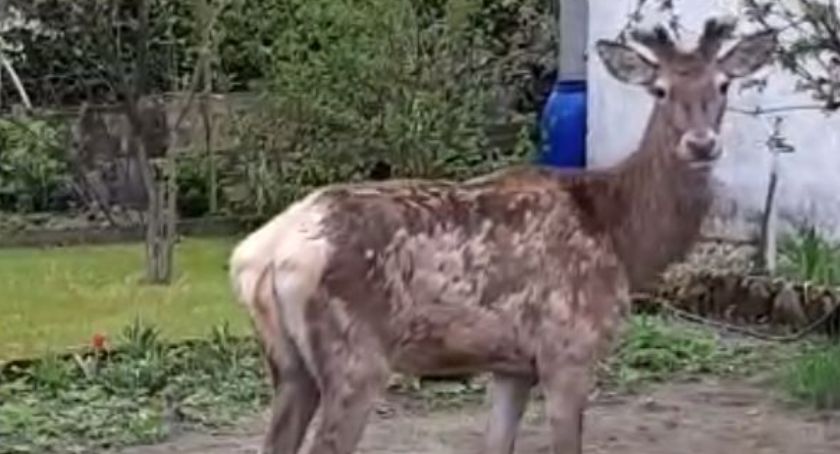 Młody byk jelenia na działce
