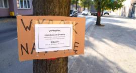 Ekolodzy protestują przeciwko wycince drzew