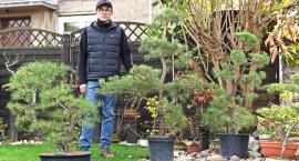 Bonsai rodem z kwitnącej... Złotowszczyzny
