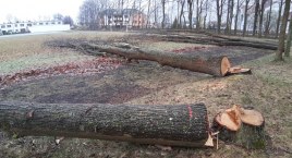Kolejna afera o drzewa. O dęby wycięte przez… pomyłkę!