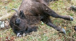 Żubr pada ofiarą myśliwych!