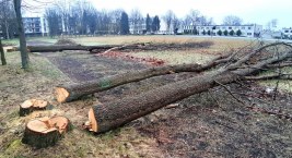 Ukarani przez burmistrza za wycięcie drzew
