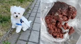 Uwaga na truciciela!