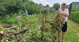 Prezesowi działkowców wycięto wszystkie porzeczki