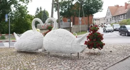 Łabędzie zastąpi dzik