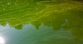 Będą walczyć z sinicami na Jeziorze Zaleskim