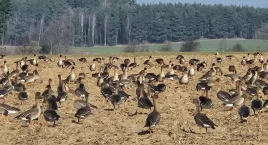 Ganiają gęsi i żurawie po polach, nic innego im nie pozostało