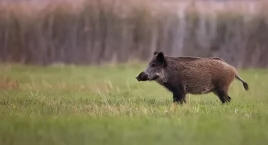 Dziki w powiecie są zdrowe, nie ma ASF–u