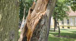 Piorun roztrzaskał zabytkową lipę. Czy jedno z najst&hellip;