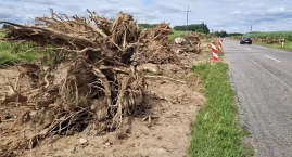 Usuwają potężne korzenie, będzie nowa droga i ścieżk&hellip;