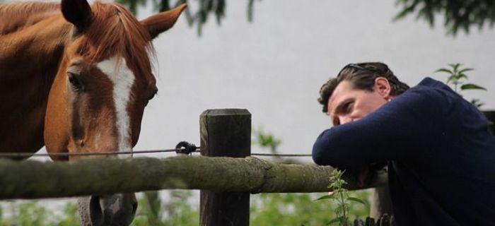 Jak nauczyć konia kilku fajnych sztuczek