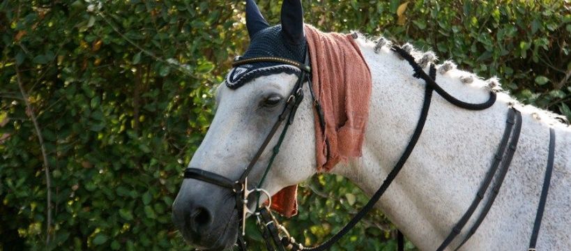 Konie rekreacyjne - ćwiczenia na rozluźnienie poleca Aleksandra Lusina