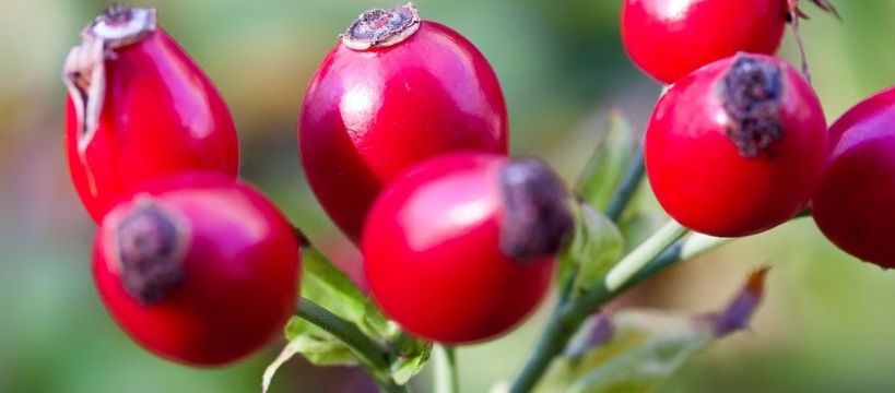 Dzika róża dla koni - wzmacniająca, na przeziębienie