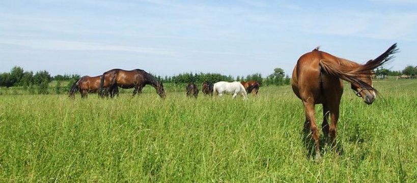 Żywienie koni zgodnie z rytmem pór roku