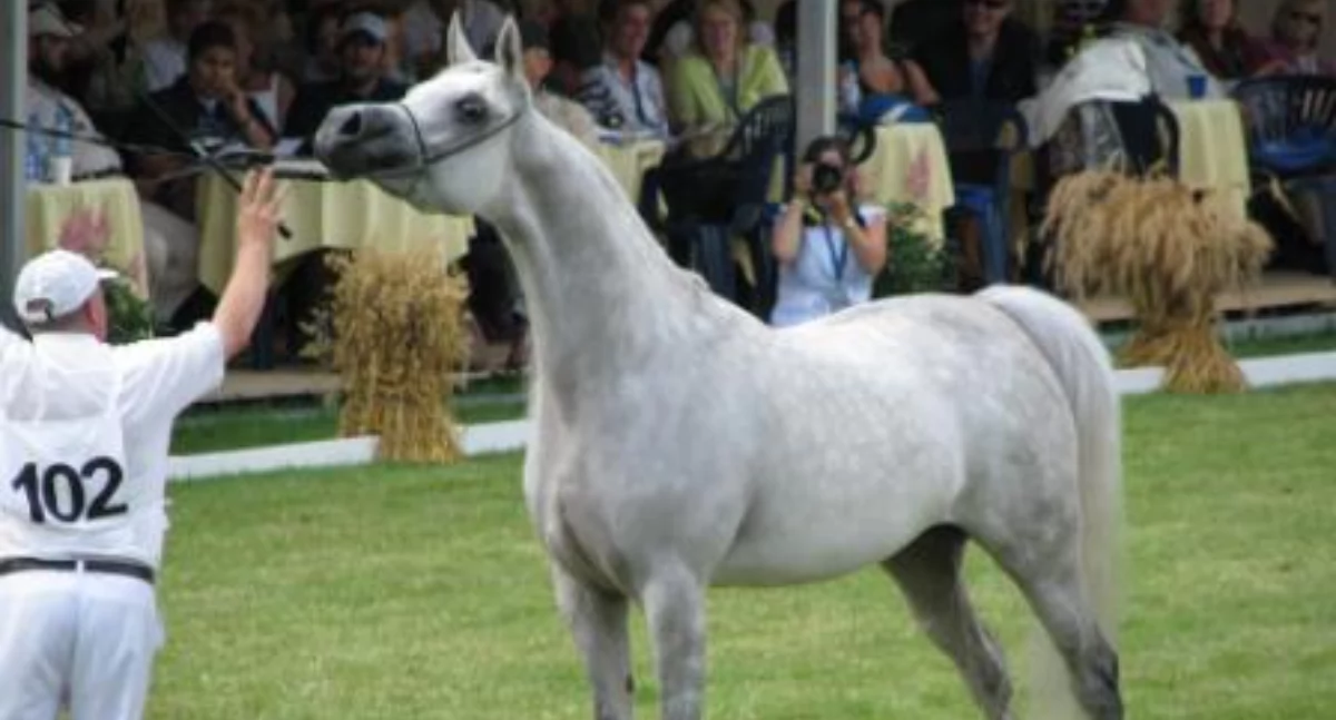 Pride of Poland 2025 – święto koni arabskich w Janowie Podlaskim