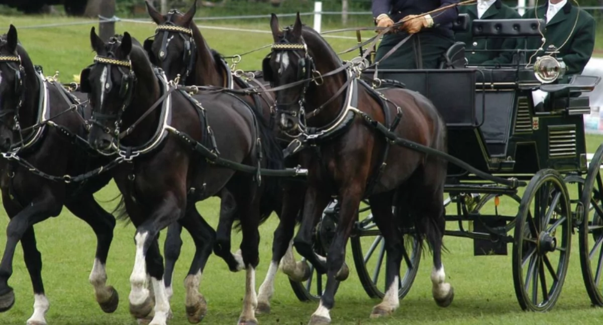 Patryk Fularczyk zwycięzcą CAVALIADA Driving Tour 2025