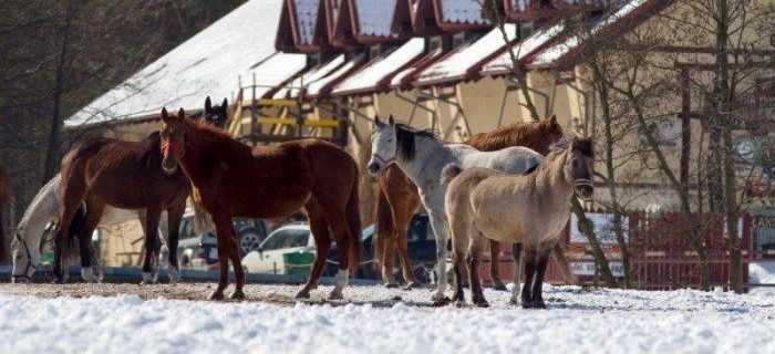 Sylwester 2014/2015 - dla lubiących sielską zabawę, życie w siodle i pyszne jedzenie!