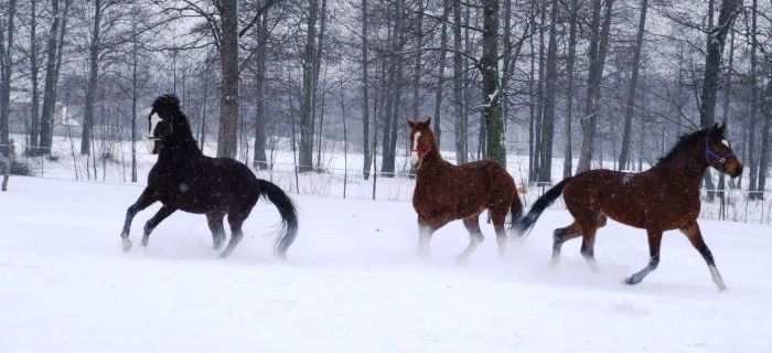 Jak przygotować konia do zimy?
