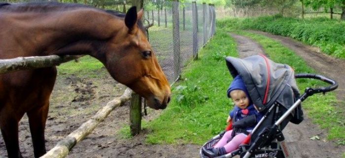Bezpiecznym przy koniach być