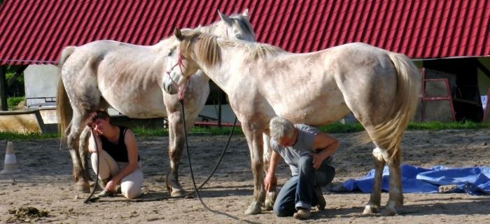 Kurs Become a Horse Leader, 9-11.10.2015 - Stajnia ISKRA