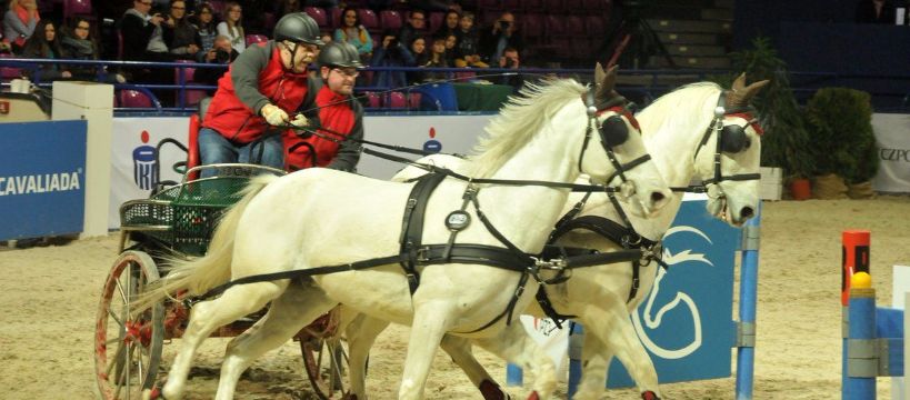 Cavaliada 2016 Warszawa fotorelacja