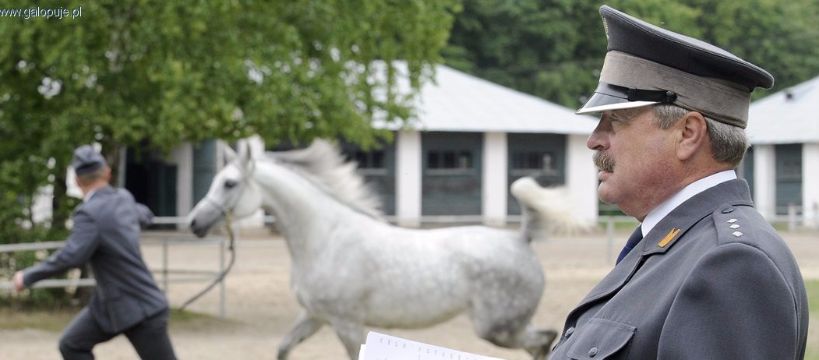 Konkurs na prezesa stadniny w Janowie Podlaskim: czy wróci Trela?