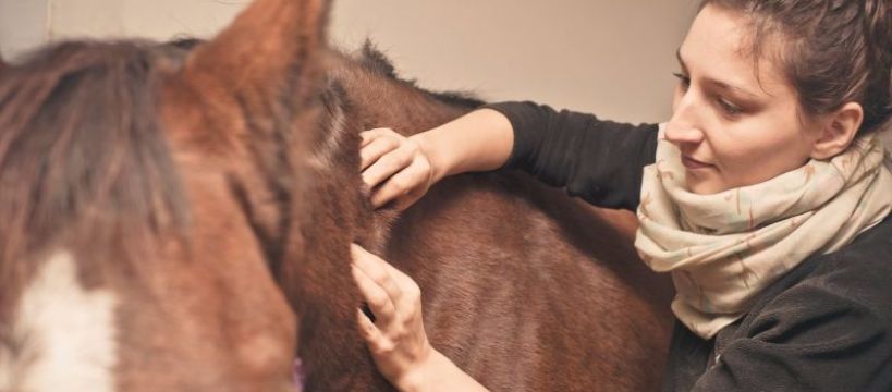 Warsztaty z fizjoterapii i rehabilitacji koni