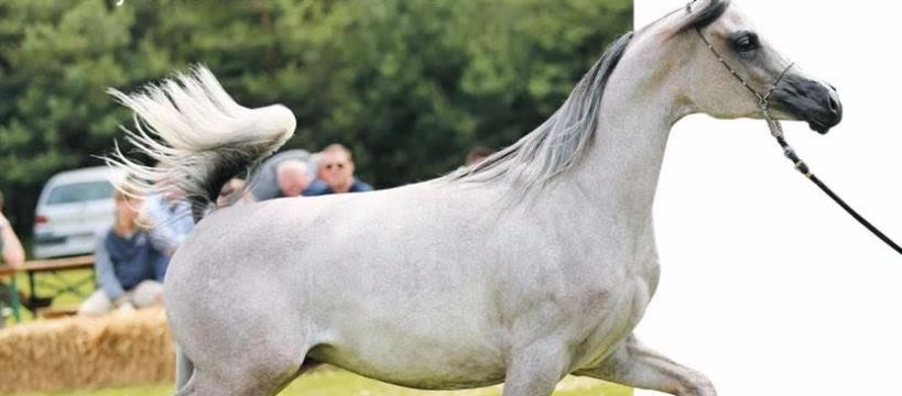 I Ogólnopolski Czempionat Koni Arabskich Radom 2016
