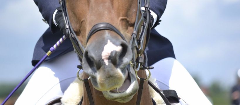 Puchar Polski WKKW i aukcja koni sportowych, czyli Baborówko Horse Sale Show 2016