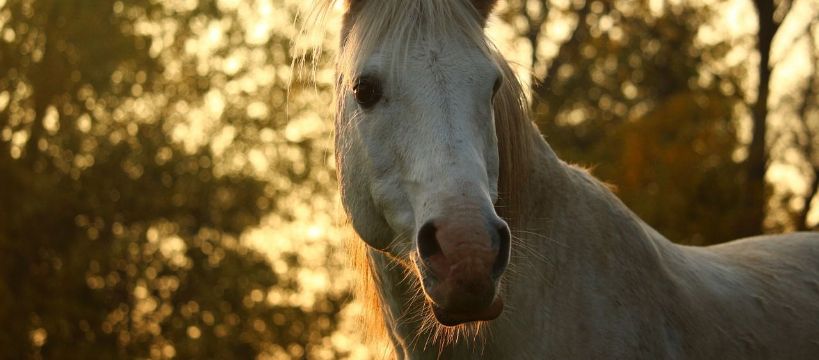 Jesienna aukcja koni czystej krwi arabskiej w Janowie Podlaskim 2016