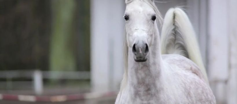 Aukcja Pride of Poland 2017 
