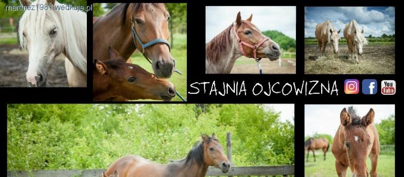 Nowa stajnia wkrótce otworzy swe podwoje
