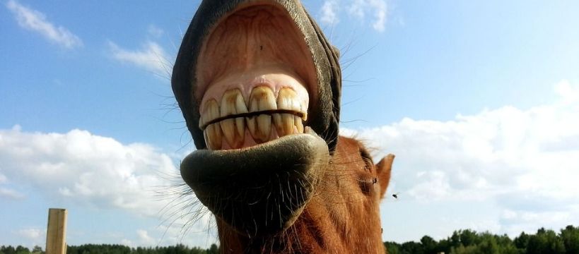 Problemy stomatologiczne u koni