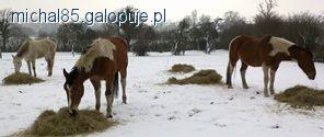 Jedzenie ze śniegu