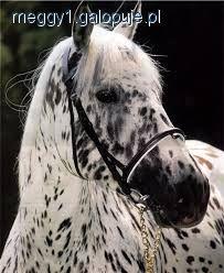 Koń Appaloosa