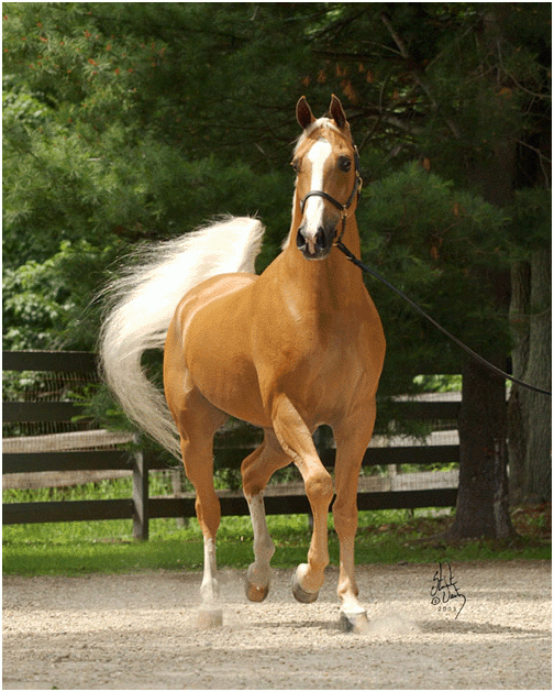 Koń Palomino
