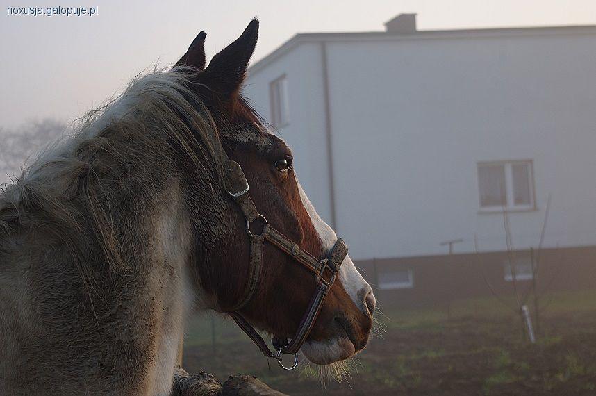 Buty jeździeckie, a marka producenta