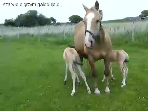 Ciąża bliźniacza u klaczy