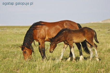 Jazda konna a macierzyństwo