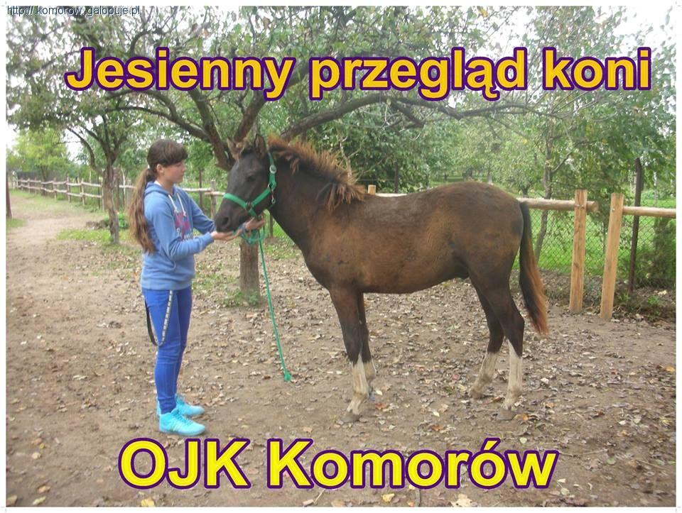 Jesienny Przegląd Koni