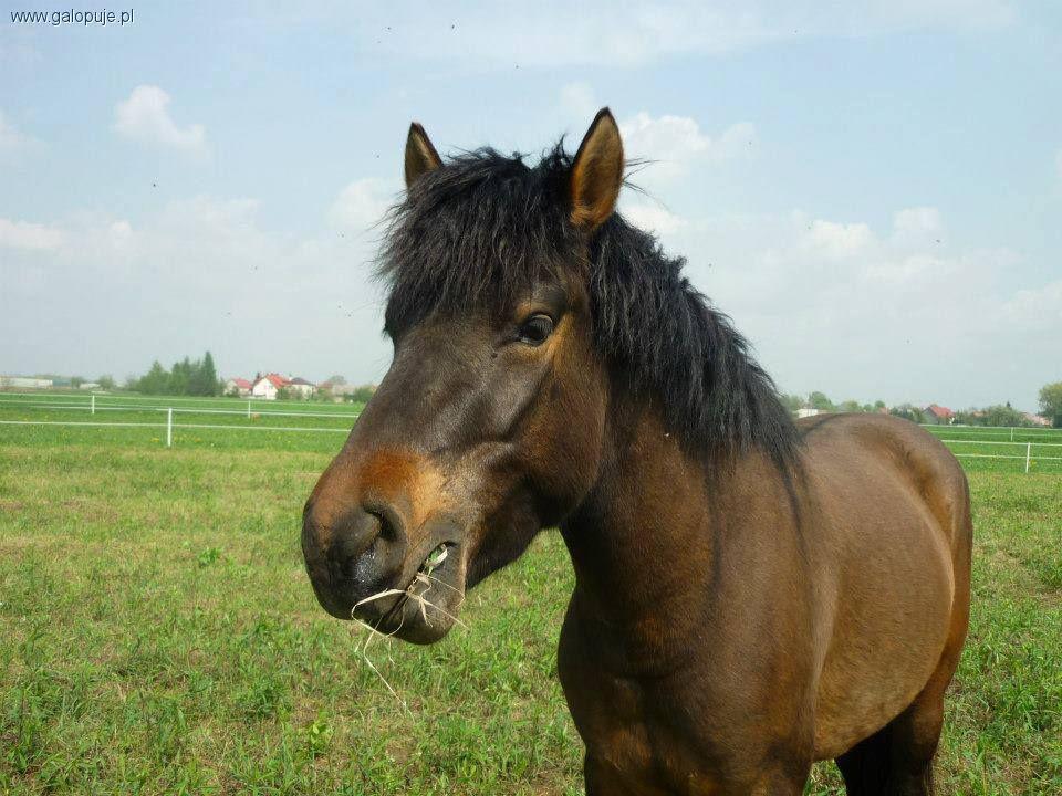 Hubertus w Komorowie